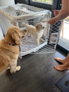 puppy crate